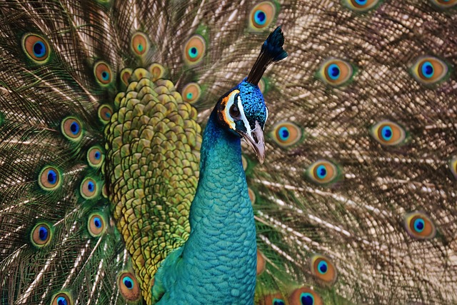 peafowl, nature, peacock